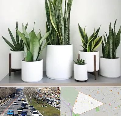 فروش گلدان در احمدآباد مشهد 