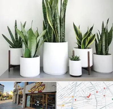 فروش گلدان در عطاران قم