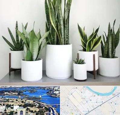 فروش گلدان در کوروش اهواز 