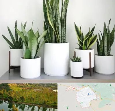 فروش گلدان در بهبهان