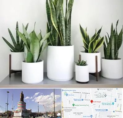 فروش گلدان در کارگر جنوبی 