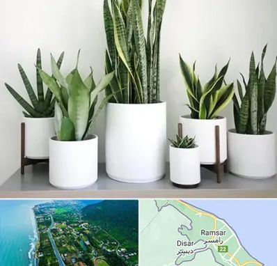 فروش گلدان در رامسر