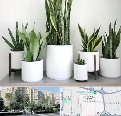 فروش گلدان در آپادانا