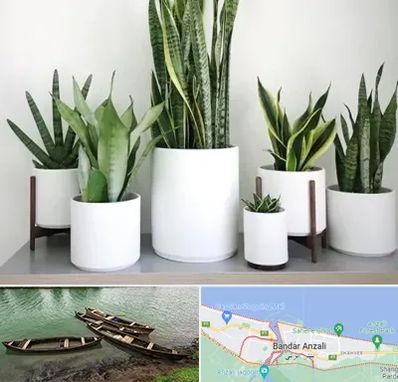 فروش گلدان در بندر انزلی