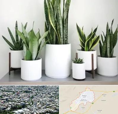 فروش گلدان در شاهرود