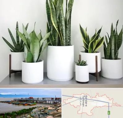 فروش گلدان در بندر ترکمن