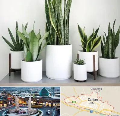 فروش گلدان در زنجان