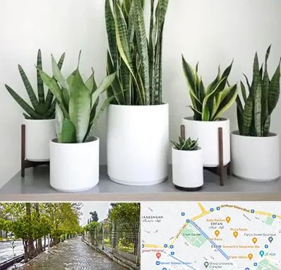 فروش گلدان در خیابان ارم شیراز 