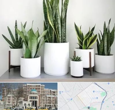 فروش گلدان در طلاب مشهد