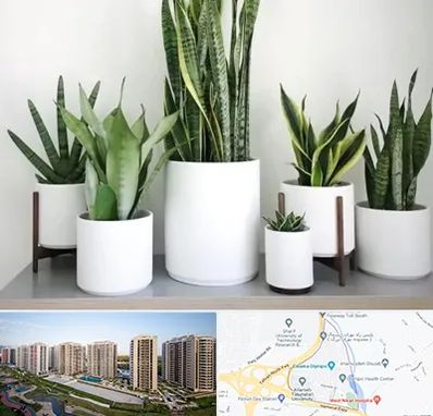 فروش گلدان در المپیک 