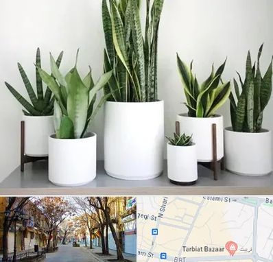 فروش گلدان در تربیت تبریز