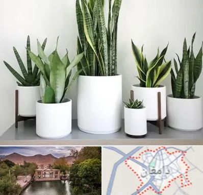 فروش گلدان در دامغان