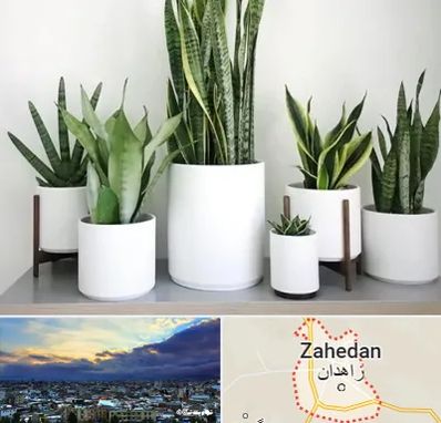 فروش گلدان در زاهدان