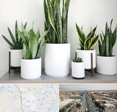 فروش گلدان در حصارک کرج 