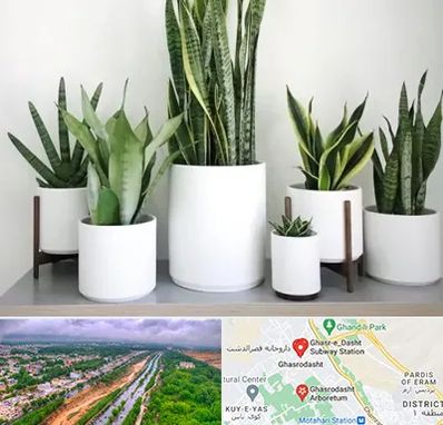 فروش گلدان در قصرالدشت شیراز 