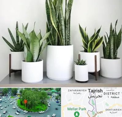 فروش گلدان در تجریش 