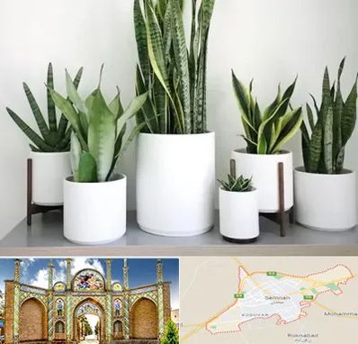 فروش گلدان در سمنان