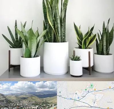 فروش گلدان در رودهن