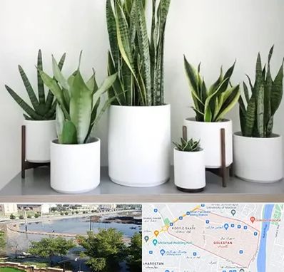 فروش گلدان در گلستان اهواز 