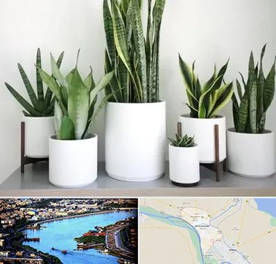 فروش گلدان در خرمشهر