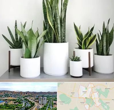 فروش گلدان در شهریار