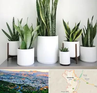 فروش گلدان در سنندج