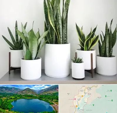 فروش گلدان در رودبار