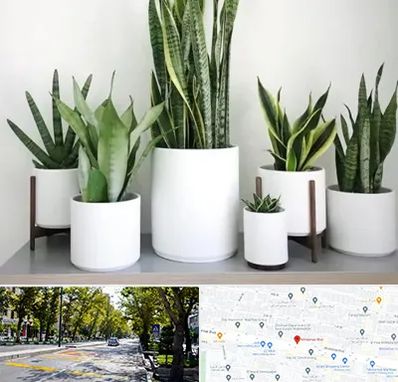 فروش گلدان در میرداماد