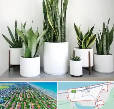 فروش گلدان در نور