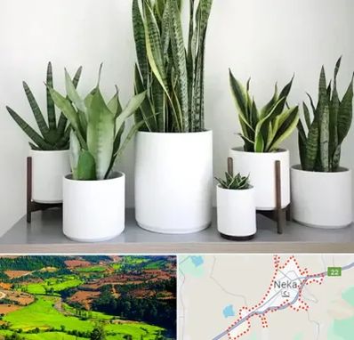 فروش گلدان در نکا