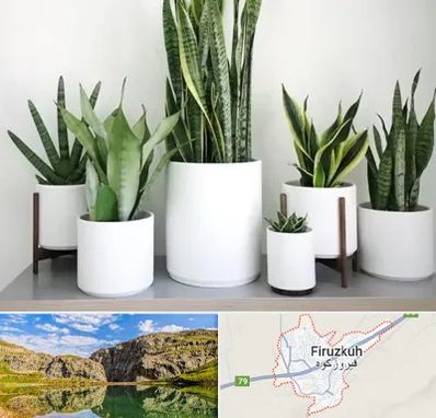 فروش گلدان در فیروزکوه