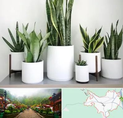 فروش گلدان در فومن