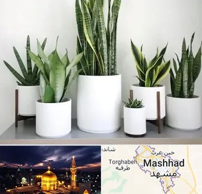 فروش گلدان در مشهد