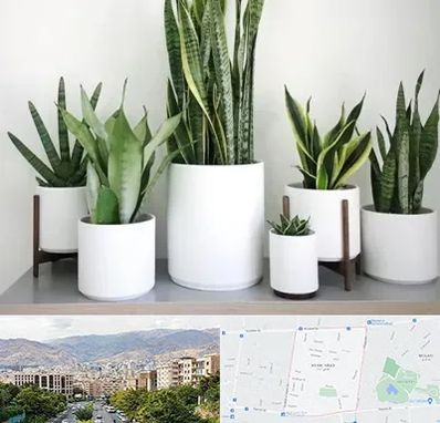 فروش گلدان در خانی آباد 