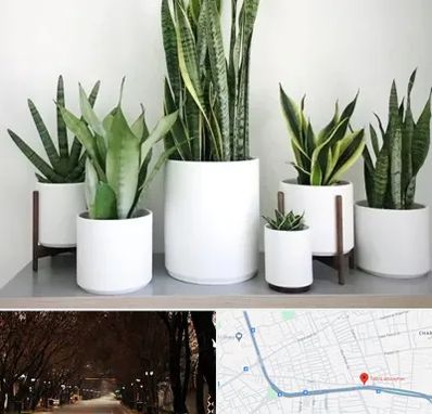 فروش گلدان در ابوریحان تبریز