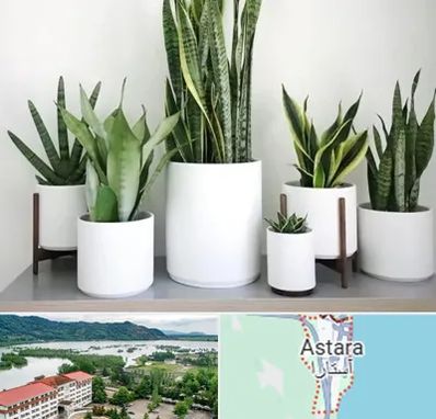 فروش گلدان در آستارا