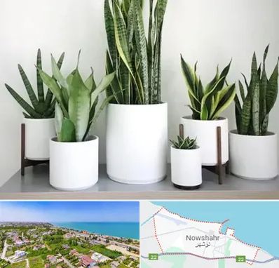 فروش گلدان در نوشهر