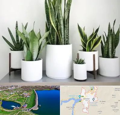 فروش گلدان در مهاباد