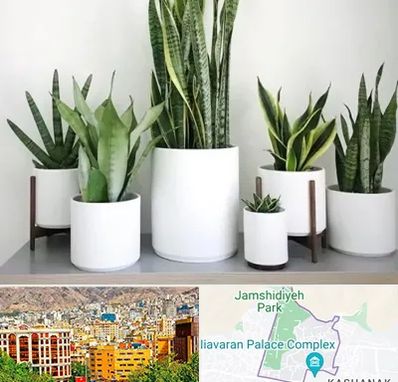 فروش گلدان در نیاوران 