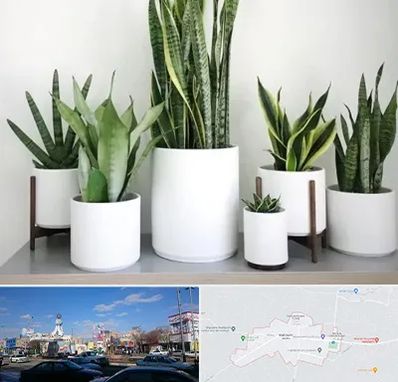 فروش گلدان در ماهدشت کرج 