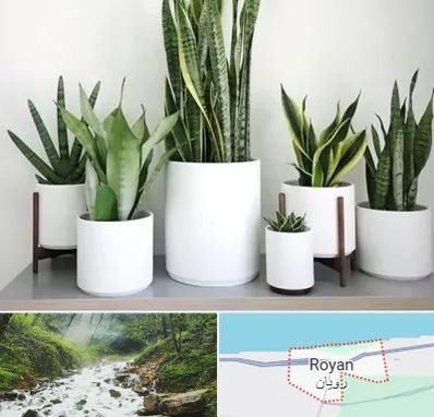 فروش گلدان در رویان