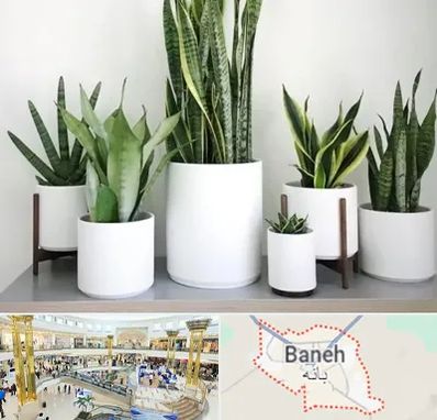 فروش گلدان در بانه