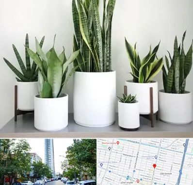 فروش گلدان در امامت مشهد 