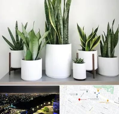 فروش گلدان در هفت تیر مشهد 