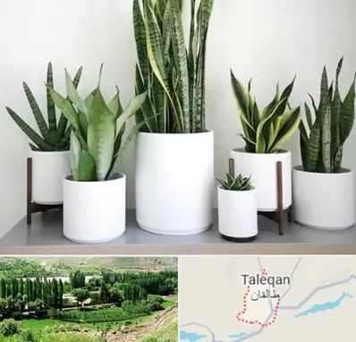 فروش گلدان در طالقان