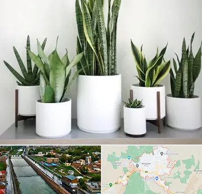 فروش گلدان در مراغه