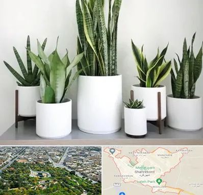 فروش گلدان در شهرکرد