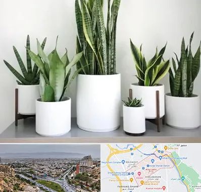 فروش گلدان در معالی آباد شیراز 