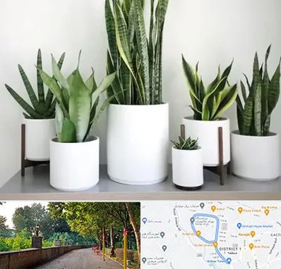 فروش گلدان در فلکه گاز رشت 