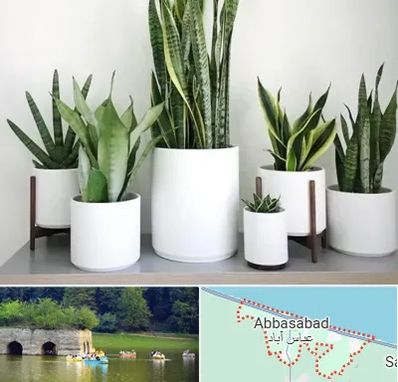 فروش گلدان در عباس آباد